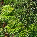 Abies nordmanniana rameau